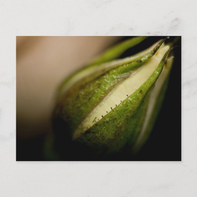 Rosebud Close-up (macro) Postcard (Front)