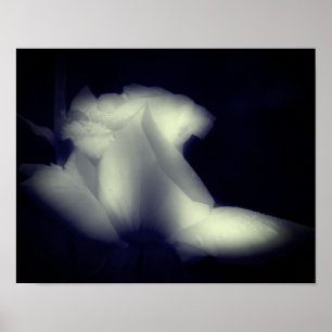 Rosebud Flower Black And White Poster