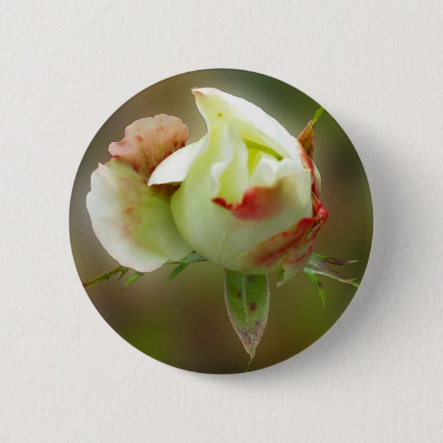 rosebud glowing 2 inch round button (Front)