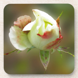 rosebud glowing coaster