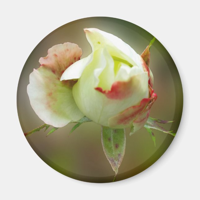 rosebud glowing magnet (Front)