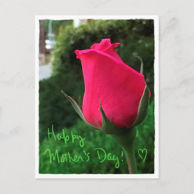 Rosebud Happy Mother's Day Postcard (Front)