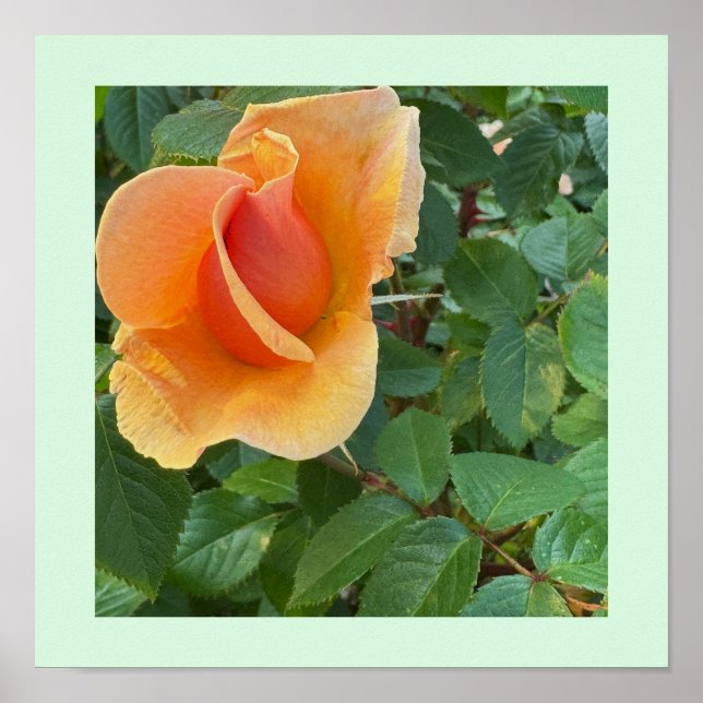 Rosebud Photo Poster (Front)