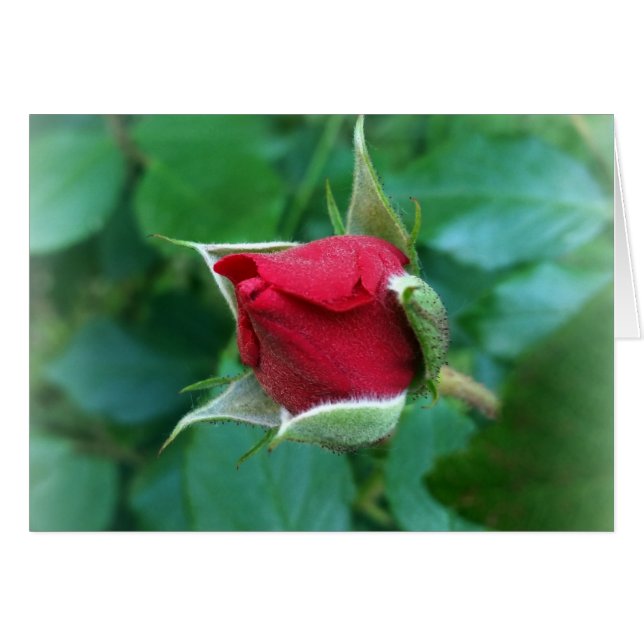 rosebud rouge (Devant horizontal)