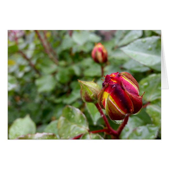 rosebud sous la pluie (Devant horizontal)