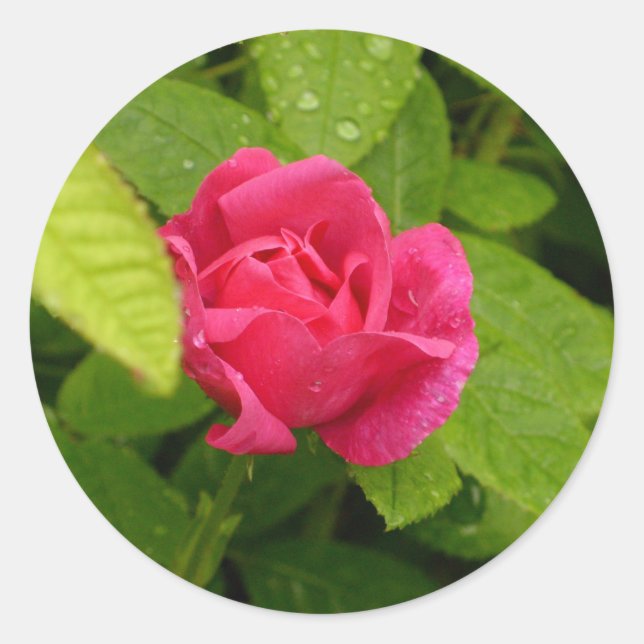 Rosebud sticker (Front)