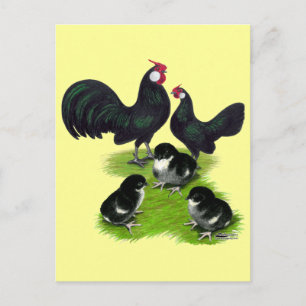 Rosecomb Black Bantam Family Postcard