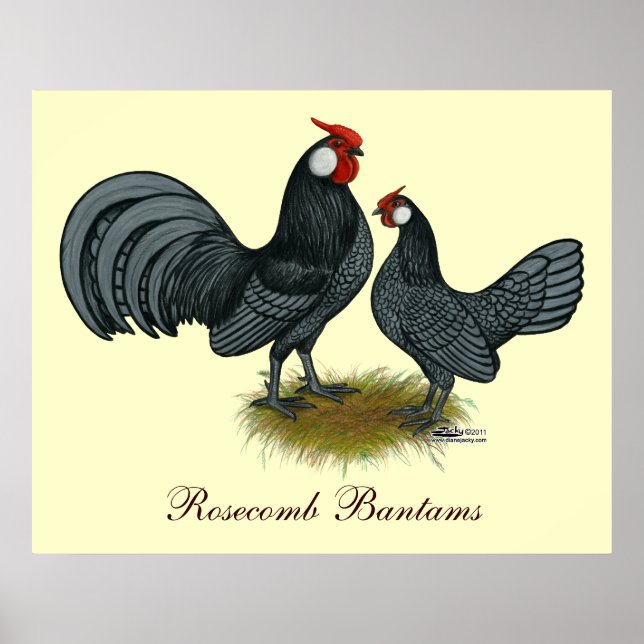 Rosecomb Blue Bantams Poster (Front)