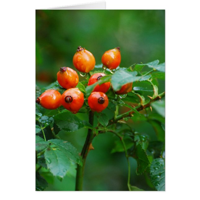 Rosehip after rain (Front)