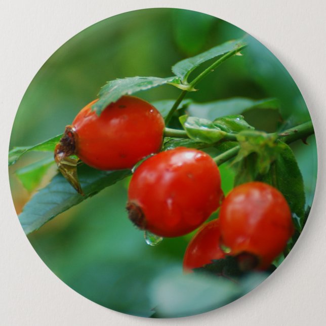 Rosehip after rain 6 inch round button (Front)