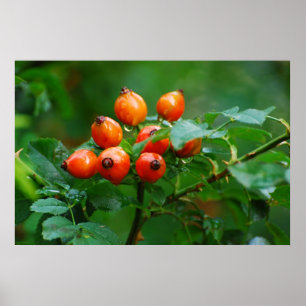 Rosehip after rain poster