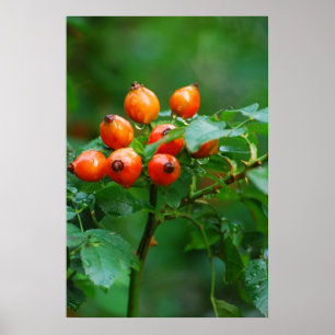 Rosehip after rain poster