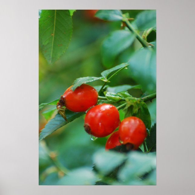 Rosehip bush after rain poster (Front)