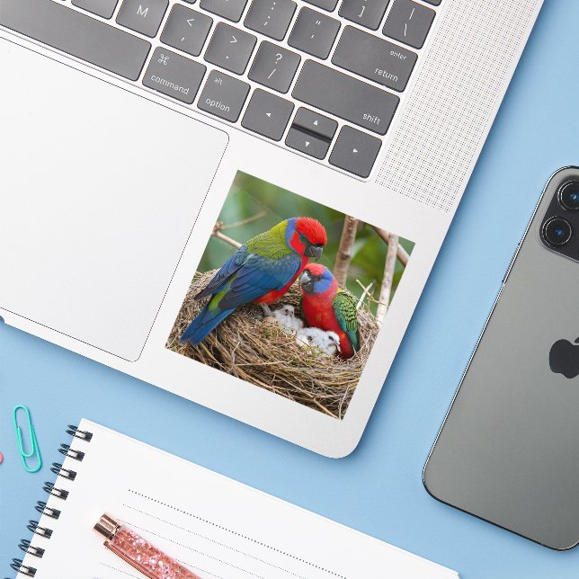 Rosella Birds (Laptop w/ iPhone)
