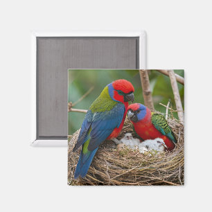 Rosella Birds Magnet
