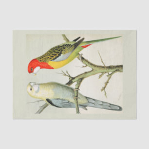 Rosella Parrakeets Tissue Paper