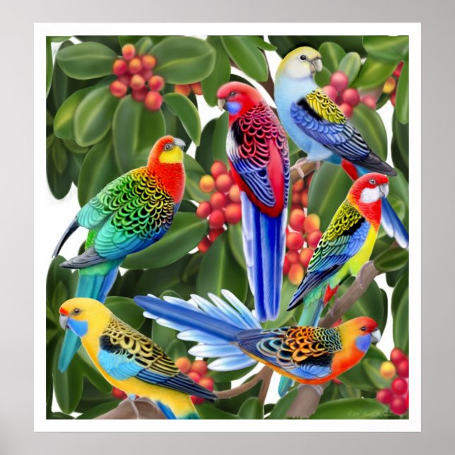 Rosella Parrots in Fig Tree Print (Front)
