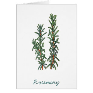 Rosemary