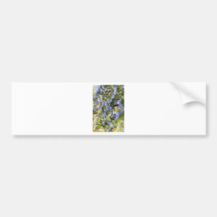 Rosemary blossom in spring macro bumper sticker