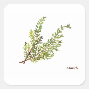 Rosemary herb Rosemary watercolour painting Square Sticker