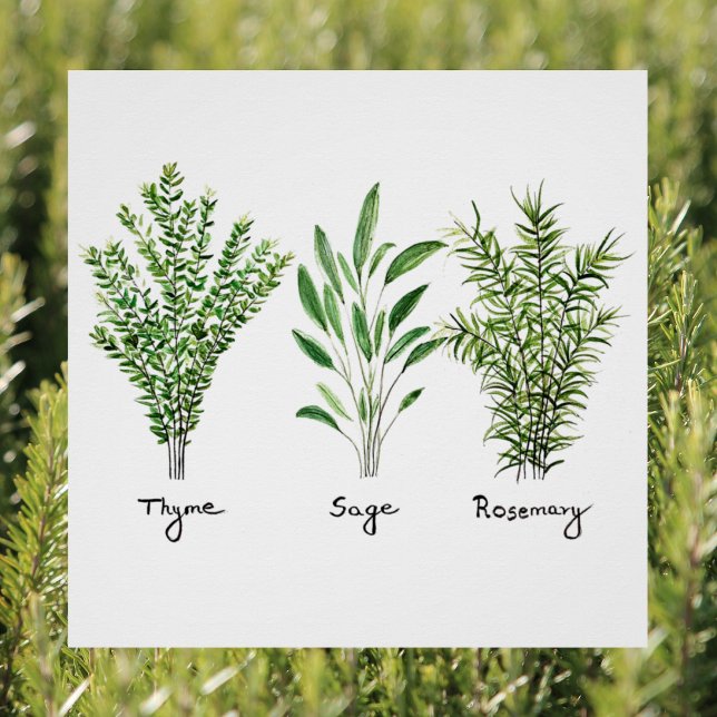 Rosemary Thyme Sage Herbs Culinary Kitchen Chef  P Poster (Creator Uploaded)