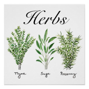 Rosemary Thyme Sage Herbs Culinary Kitchen Chef  Poster