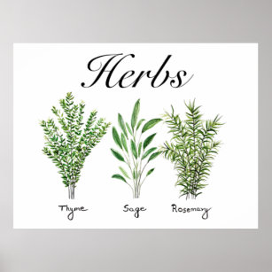 Rosemary Thyme Sage Herbs Culinary Kitchen Chef  Poster