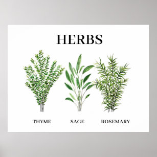 Rosemary Thyme Sage Herbs Culinary Kitchen Chef Poster