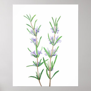 rosemary watercolor poster