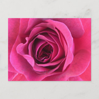 Rosentraum in rosa postcard