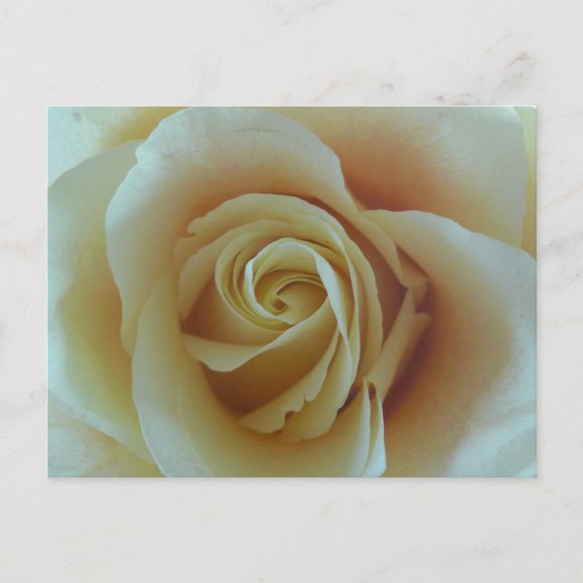 Rosentraum Postcard (Front)