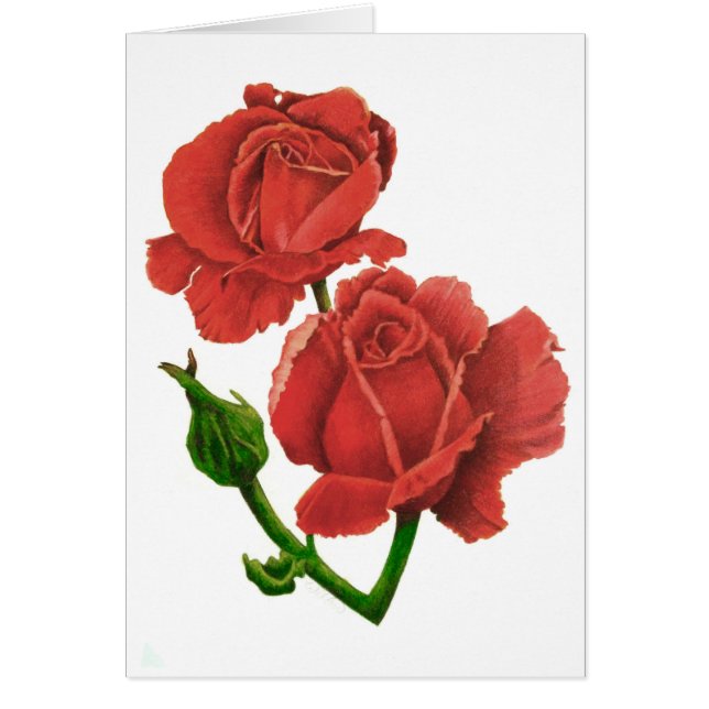 Roses (Devant)