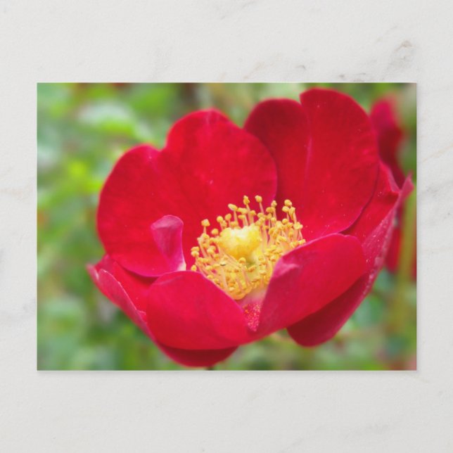 Roses Are Red Postcard (Front)