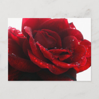 Roses are red postcard