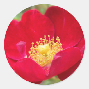 Roses Are Red Stickers
