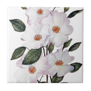 Roses 'Ballerina' Floral Art Tile