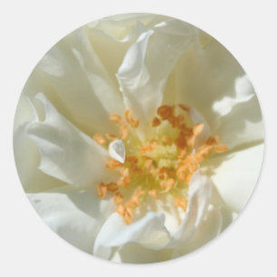 Roses blanches et soleil - Stickers