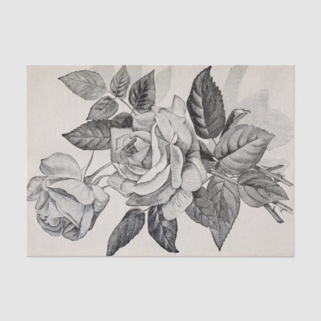 Roses Branch Antique Print 10" X 15" Tissue Paper (Front)