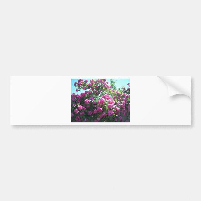 Roses Bumper Sticker (Front)