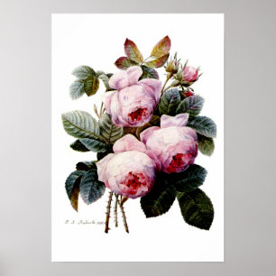 Roses by Redoute Poster
