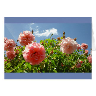Roses dans le jardin de Monet