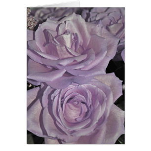 Roses de lavande