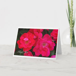 Roses de Merci