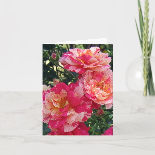 Roses en blanc rose rayé noir Carte de photo d'art (Devant)