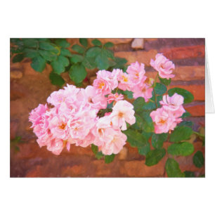 Roses En Fleur À Rome, Italie En Vide