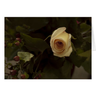 Roses et baies - Rose de paix rose