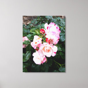 Roses Flowers , Pink Red White Roses Canvas Print