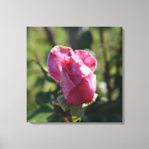 Roses Flowers , Pink Red White Roses Canvas Print