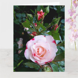 Roses Flowers, Pink Red White Roses Card