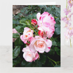 Roses Flowers, Pink Red White Roses Card